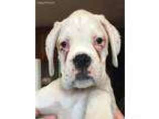 Boxer Puppy for sale in Huson, MT, USA