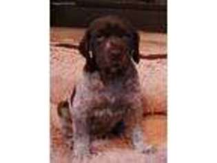 German Shorthaired Pointer Puppy for sale in Murfreesboro, TN, USA