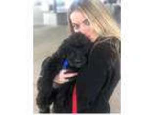 Labradoodle Puppy for sale in Mason, MI, USA