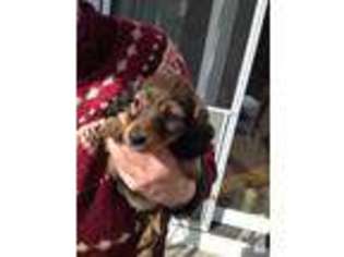Dachshund Puppy for sale in NORTHBOROUGH, MA, USA
