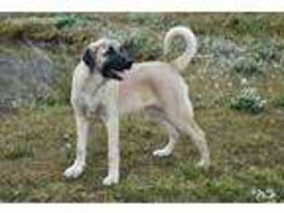 Anatolian Shepherd Puppy for sale in Mount Vernon, KY, USA
