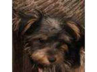 Yorkshire Terrier Puppy for sale in Chatsworth, CA, USA