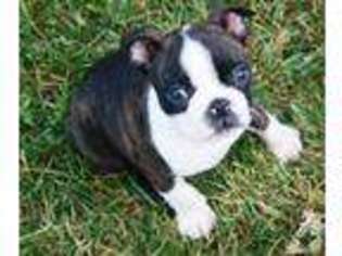 Boston Terrier Puppy for sale in SANDY CREEK, NY, USA