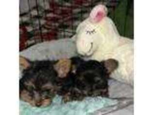 Yorkshire Terrier Puppy for sale in Decatur, GA, USA