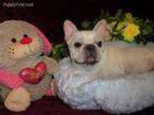 French Bulldog Puppy for sale in Vian, OK, USA