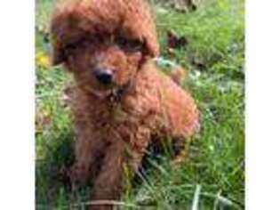 Goldendoodle Puppy for sale in Wadsworth, OH, USA