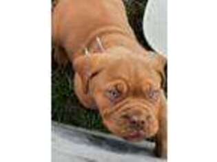 American Bull Dogue De Bordeaux Puppy for sale in Rockford, OH, USA