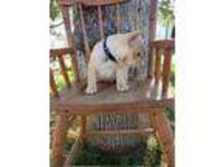 French Bulldog Puppy for sale in Coarsegold, CA, USA