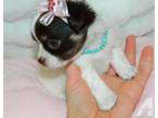 Chihuahua Puppy for sale in SEBEKA, MN, USA