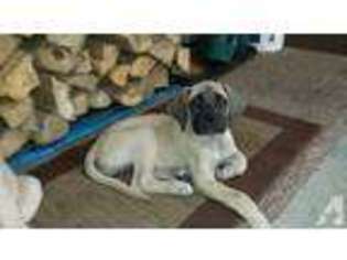 Mastiff Puppy for sale in ERIE, PA, USA