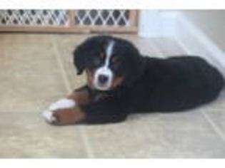 Bernese Mountain Dog Puppy for sale in Plain City, OH, USA