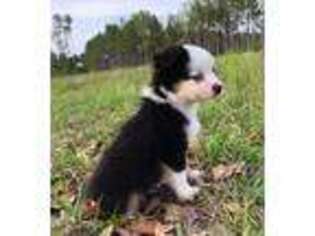 Miniature Australian Shepherd Puppy for sale in Chiefland, FL, USA