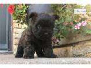 Cairn Terrier Puppy for sale in Salina, KS, USA