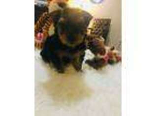 Yorkshire Terrier Puppy for sale in Nixa, MO, USA