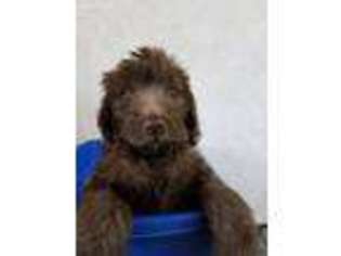 Labradoodle Puppy for sale in Suffield, CT, USA
