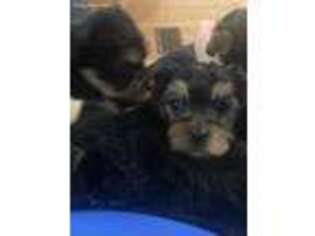 Yorkshire Terrier Puppy for sale in Bethelridge, KY, USA