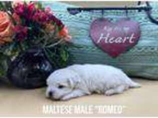 Maltese Puppy for sale in Mena, AR, USA