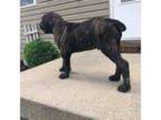 Cane Corso Puppy for sale in Marble Falls, TX, USA