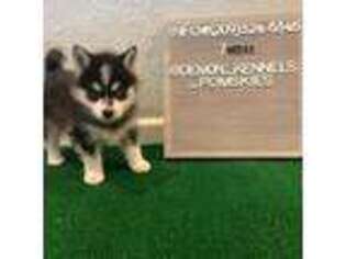Siberian Husky Puppy for sale in Modesto, CA, USA