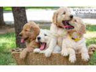 Goldendoodle Puppy for sale in Fort Worth, TX, USA