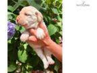 Labrador Retriever Puppy for sale in Atlanta, GA, USA