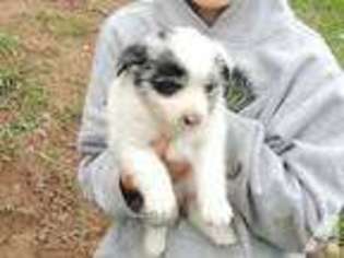 Miniature Australian Shepherd Puppy for sale in SHELBY, MI, USA