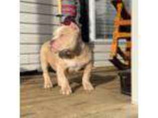 American Bulldog Puppy for sale in Fredericksburg, VA, USA