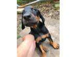 Medium Photo #1 Doberman Pinscher Puppy For Sale in Tarentum, PA, USA