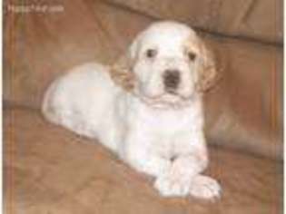 English Setter Puppy for sale in Rushford, MN, USA