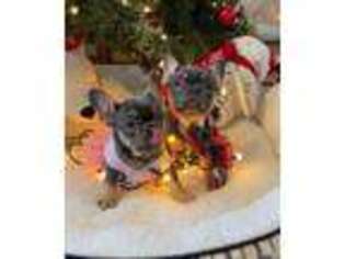 French Bulldog Puppy for sale in Long Branch, NJ, USA