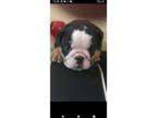 Bulldog Puppy for sale in Spring Hill, FL, USA