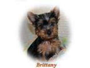 Yorkshire Terrier Puppy for sale in Goreville, IL, USA