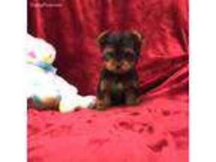 Yorkshire Terrier Puppy for sale in Taft, TN, USA