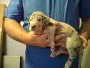 Great Dane Puppy for sale in Harrison Township, MI, USA