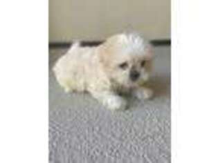 Mutt Puppy for sale in San Clemente, CA, USA