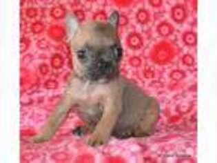 French Bulldog Puppy for sale in Royse City, TX, USA