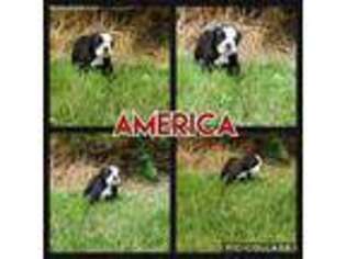 Olde English Bulldogge Puppy for sale in Heyburn, ID, USA