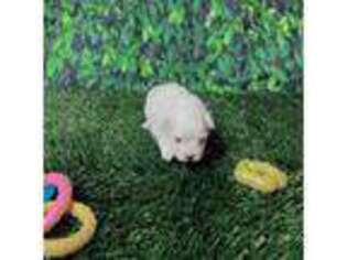 Maltese Puppy for sale in Lehigh Acres, FL, USA