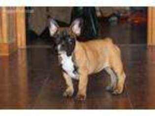 French Bulldog Puppy for sale in Berea, KY, USA