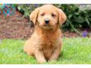 Labradoodle Puppy for sale in Lancaster, PA, USA