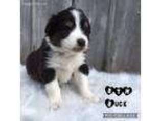 Australian Shepherd Puppy for sale in Goshen, IN, USA