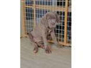 Cane Corso Puppy for sale in Gainesville, GA, USA