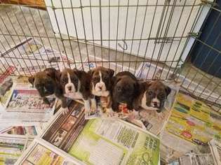 Boxer Puppy for sale in Johnstown, PA, USA