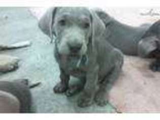 Labrador Retriever Puppy for sale in Lincoln, NE, USA