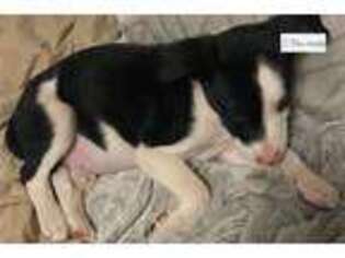 Border Collie Puppy for sale in Lubbock, TX, USA