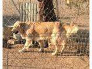 Golden Retriever Puppy for sale in Silverado, CA, USA
