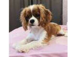 Cavalier King Charles Spaniel Puppy for sale in Berne, IN, USA