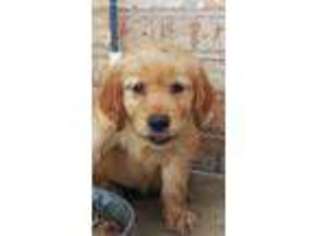 Golden Retriever Puppy for sale in Lindale, TX, USA