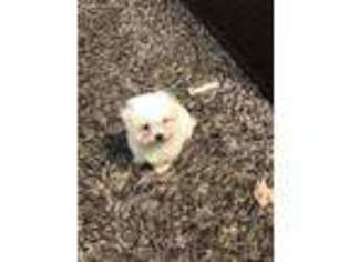 Maltese Puppy for sale in Hewlett, NY, USA