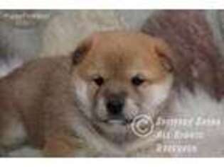 Shiba Inu Puppy for sale in Akeley, MN, USA